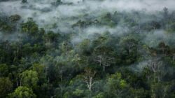 La LBH de Papouasie espère que l’État protégera la forêt coutumière du clan Woro
