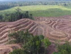 Greenpeace : La Papouasie perd 641,4 milliers d’hectares de forêt naturelle