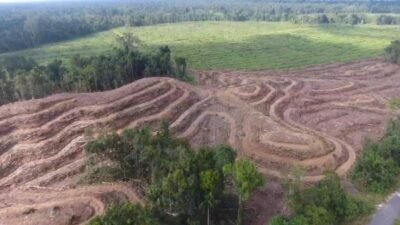 Greenpeace : La Papouasie perd 641,4 milliers d’hectares de forêt naturelle