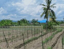 Le développement à Jayapura menace les terres agricoles